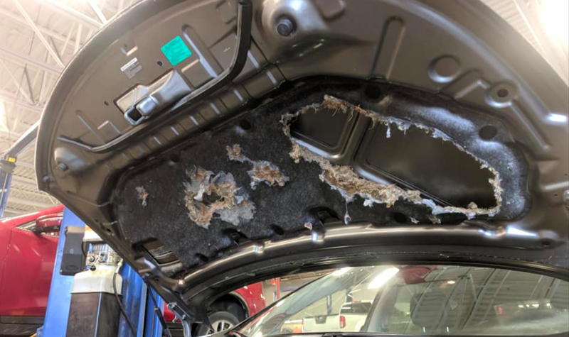 Illustration for article titled The Number of Nuts Stuffed Into This Nissan Murano's Engine Bay Is Astonishing
